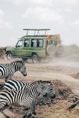 Where to go for your next safari?
