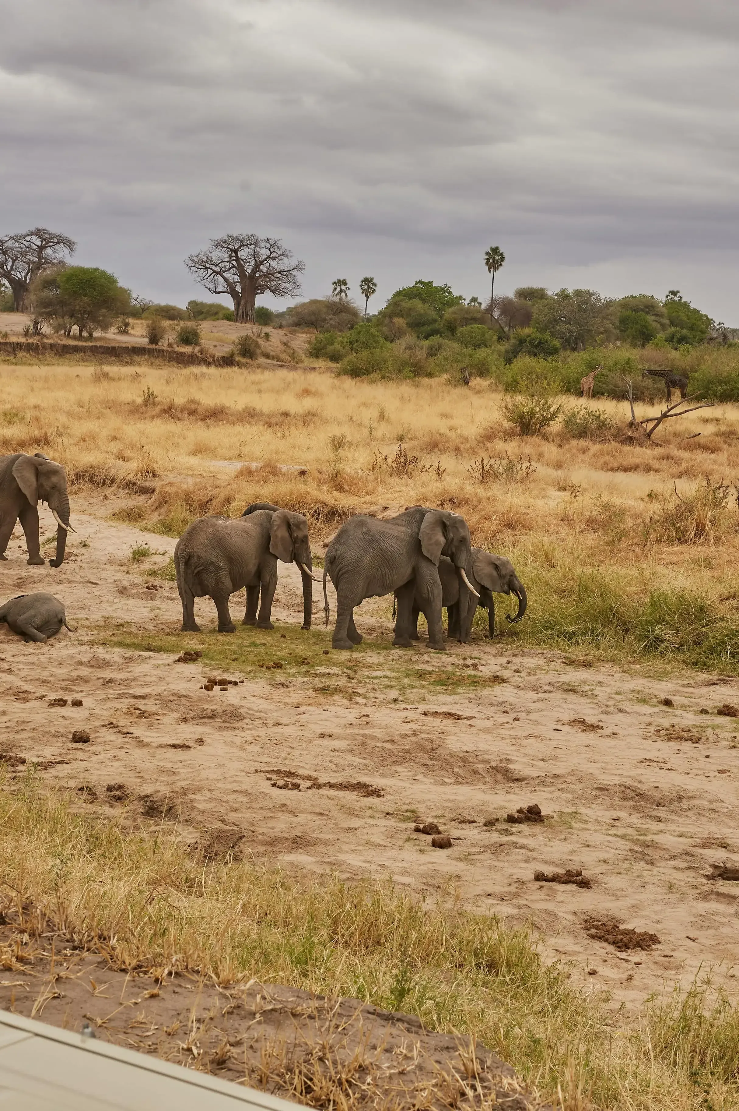 Amboseli National Parks Guide:Land of Giants & Mt Kilimanjaro views