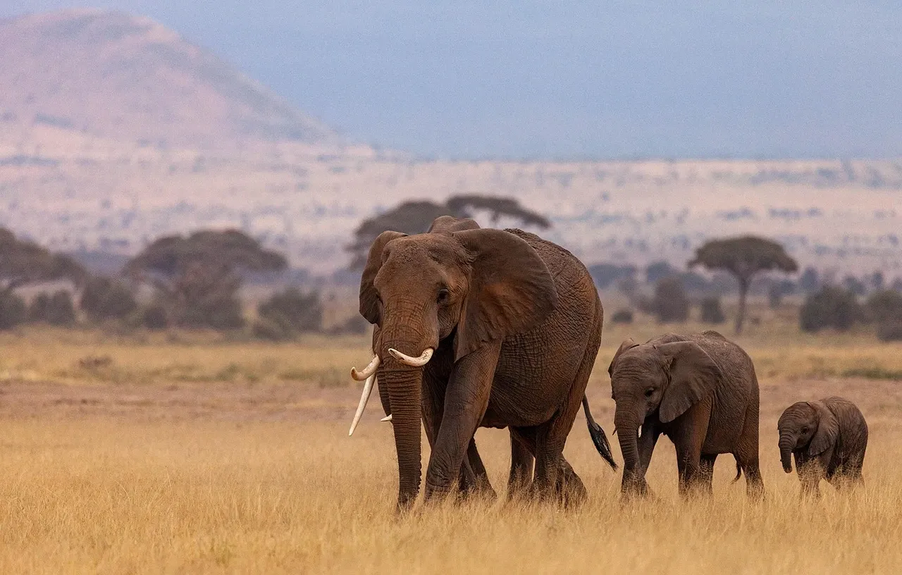 Classic Kenya Safari:Amboseli, Masai Mara & Lake Nakuru National Reserve