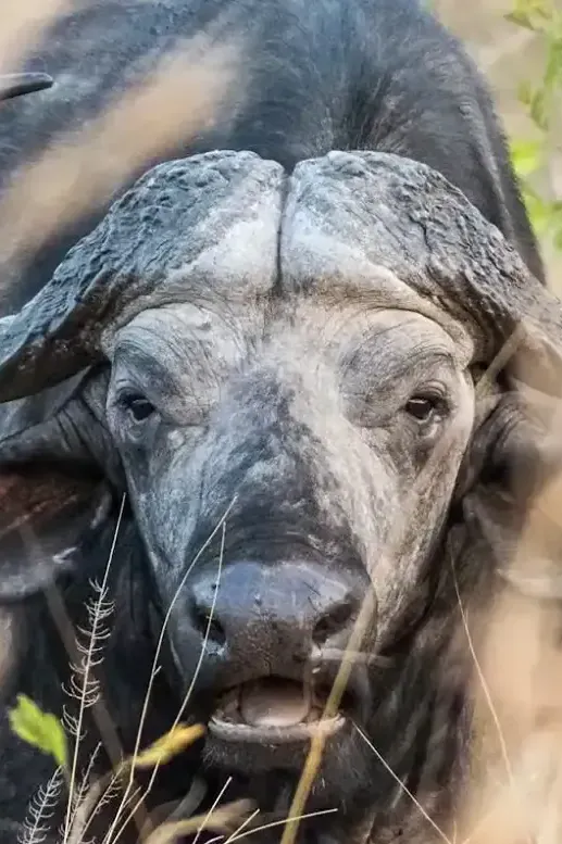 African Buffalo