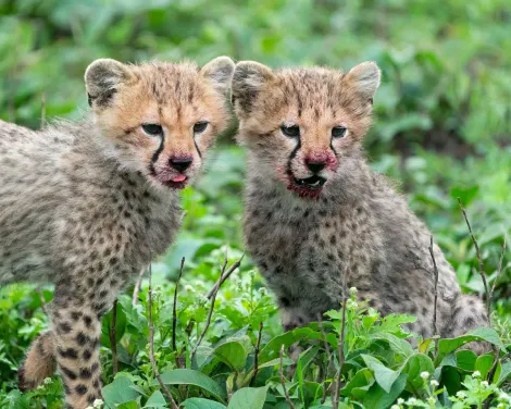 How much time for February safari and beach adventure