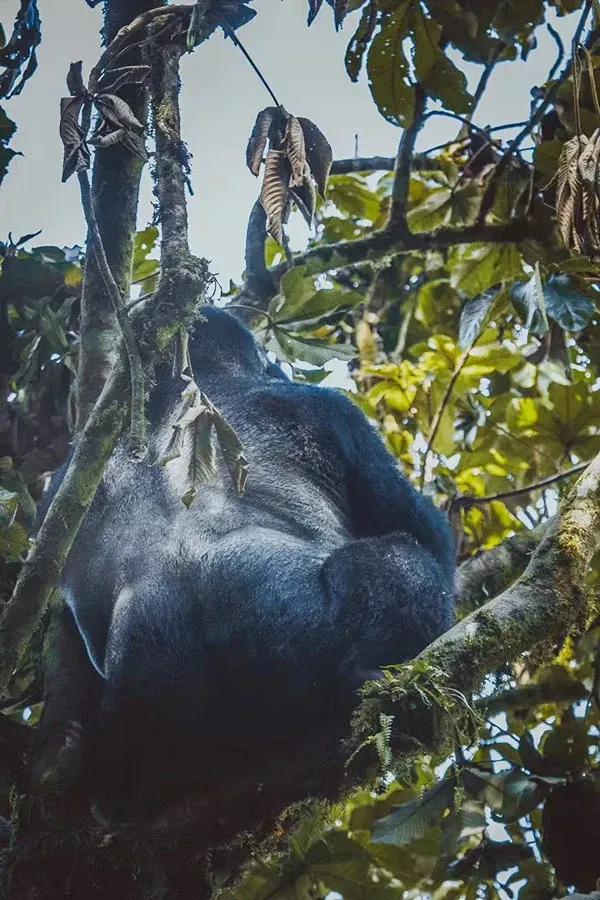 How Much Does Gorilla Trekking in Uganda Cost? 2026 Price Guide