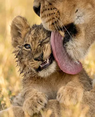 A Journey Through Ngorongoro & Serengeti