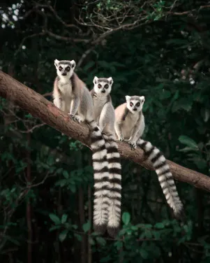 Madagascar Tour Packages & Classic Circuits