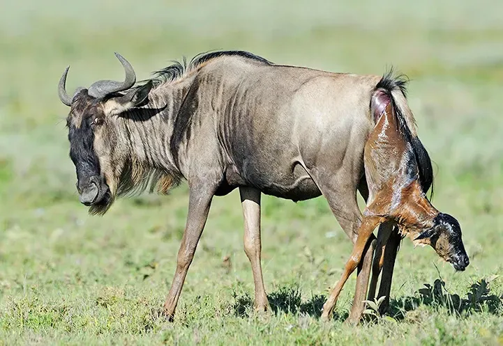 š¦ How to Find and Follow the Great Wildebeest Migration