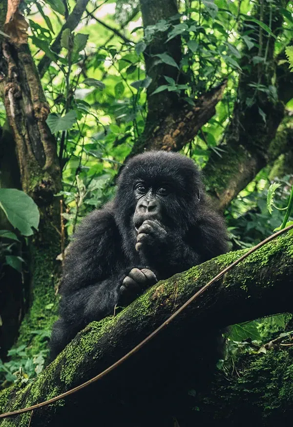 Rwanda vs. Uganda: Which is Best for Gorilla Trekking?