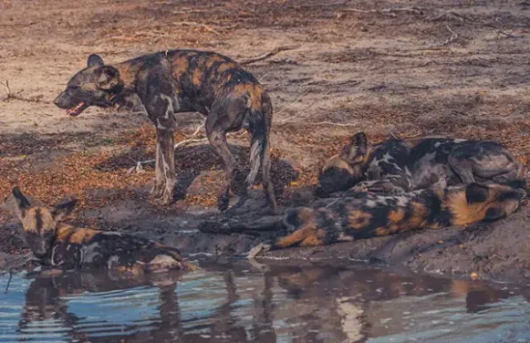 Tanzania’s Southern Circuit: The Ultimate Guide to Africa’s Best-Kept Secret