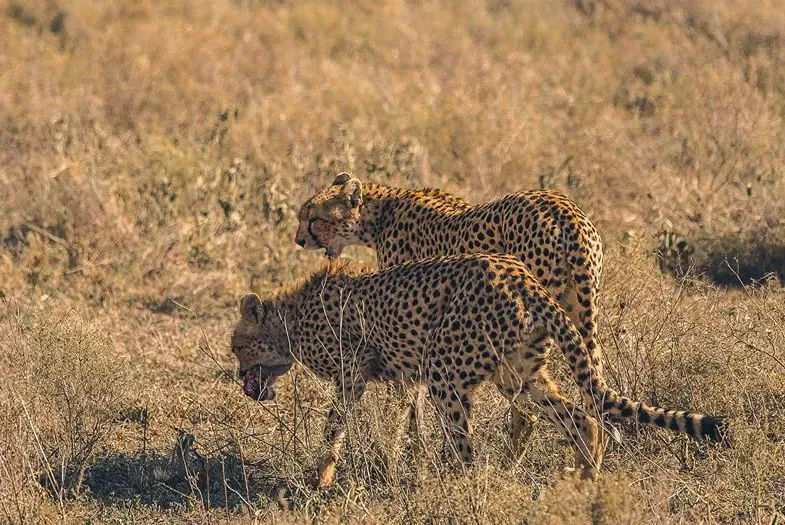Tanzania Wildlife: The Big Five & Beyond