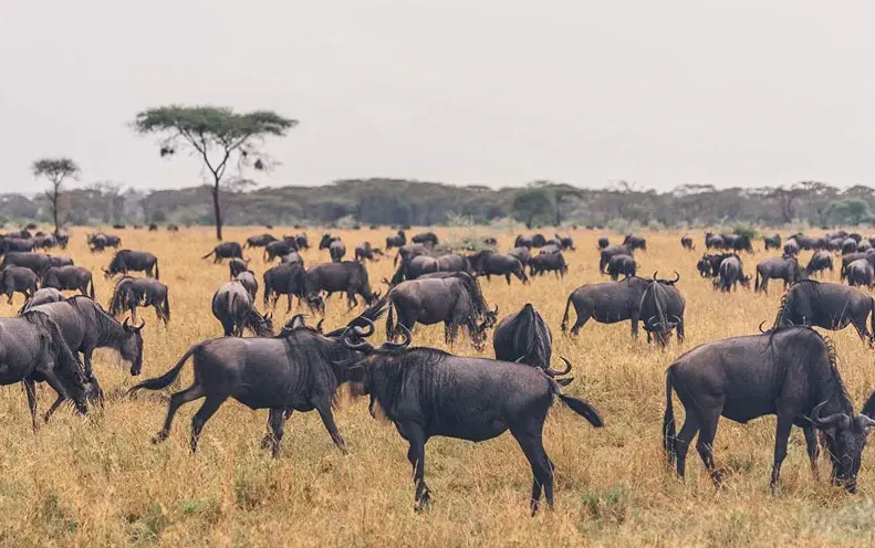The 20 Best Lodges and Camps for the Great Wildebeest Migration