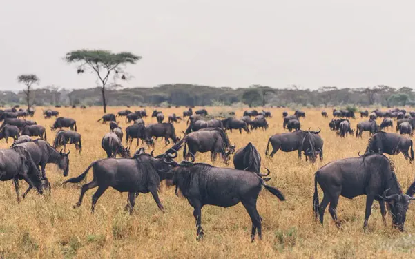 The 20 Best Lodges and Camps for the Great Wildebeest Migration