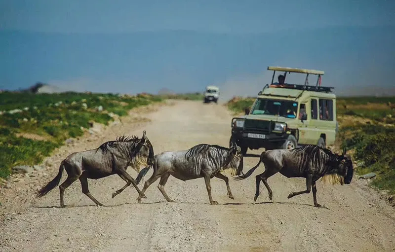 The Great Wildebeest Migration: 7 Costly Misconceptions Every Traveler Should Avoid