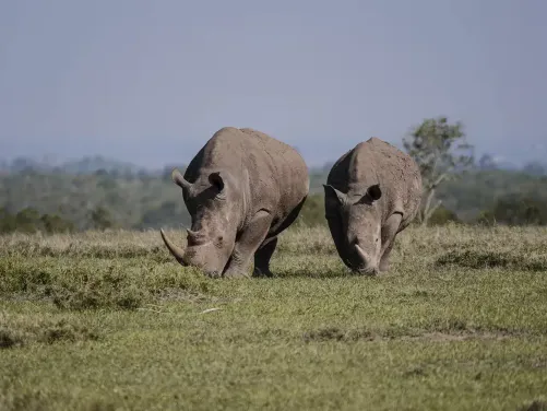 The White Rhino