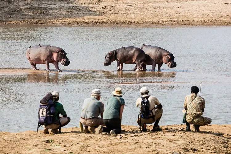 The Ultimate Guide to a Zambia Safari: The Real Africa