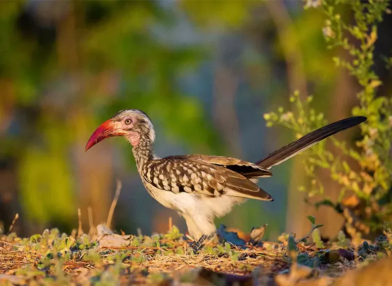 Walking Safaris in South Luangwa: What to Know Before You Go