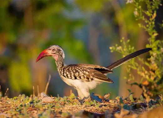 Walking Safaris in South Luangwa: What to Know Before You Go