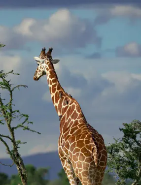 Wildlife in Kenya: What You Can Expect to See on Safari