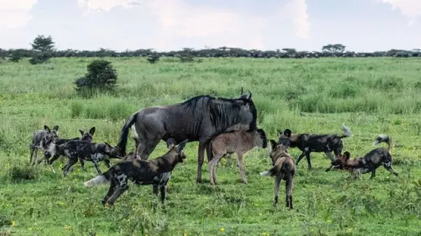 Itinerary help & Central or Eastern Serengeti in February