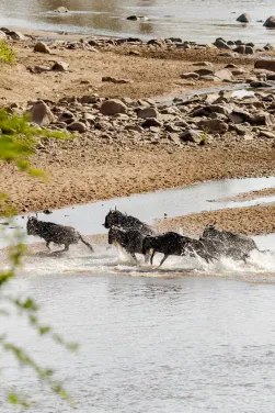 Serengeti Month by Month: Where the Herds Are, What It Costs, and When to Go