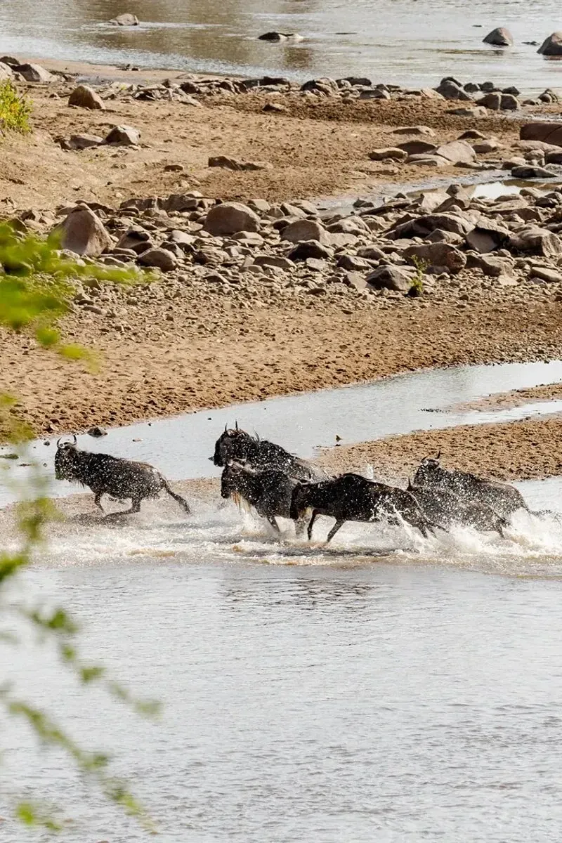 Serengeti Month by Month: Where the Herds Are, What It Costs, and When to Go