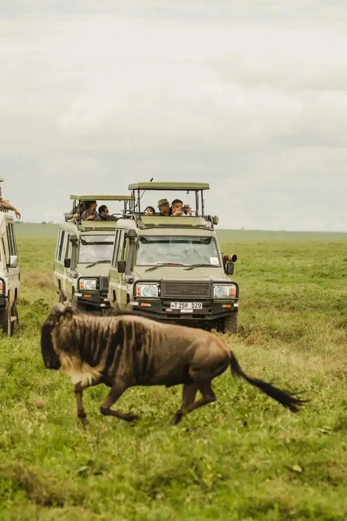 Serengeti Safari Package: How Much Does a Tanzania Safari Cost?