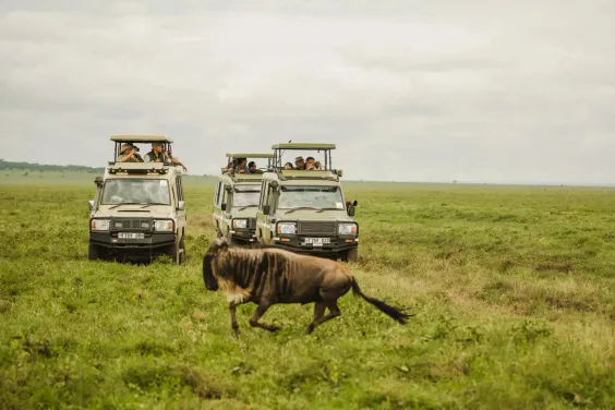 Serengeti Safari Package: How Much Does a Tanzania Safari Cost?