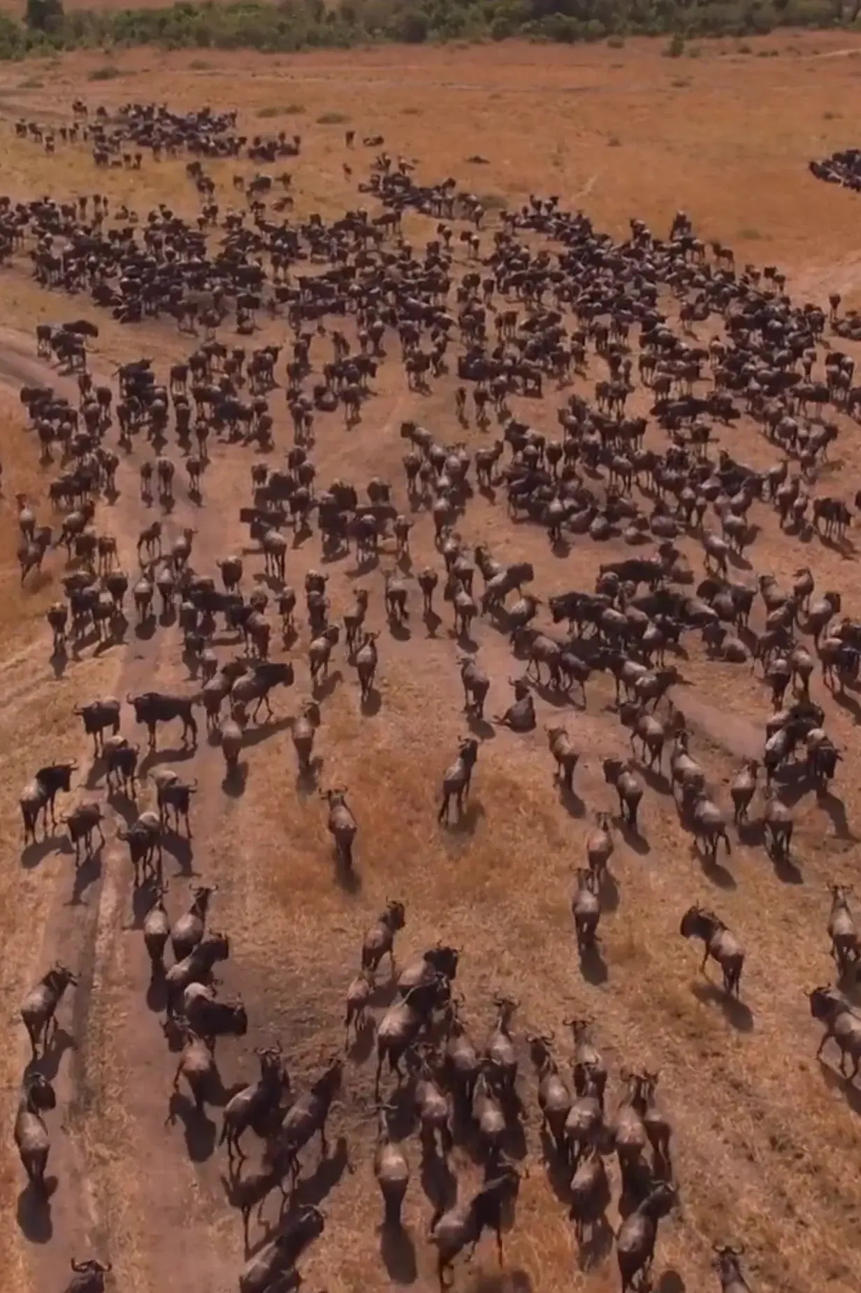 When is the Best Time to See the Great Migration? Complete Safari Guide 2026