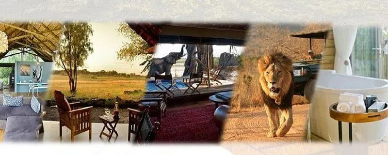 Cocoon Safaris