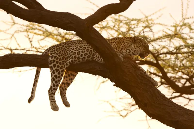 Abou Safaris Limited