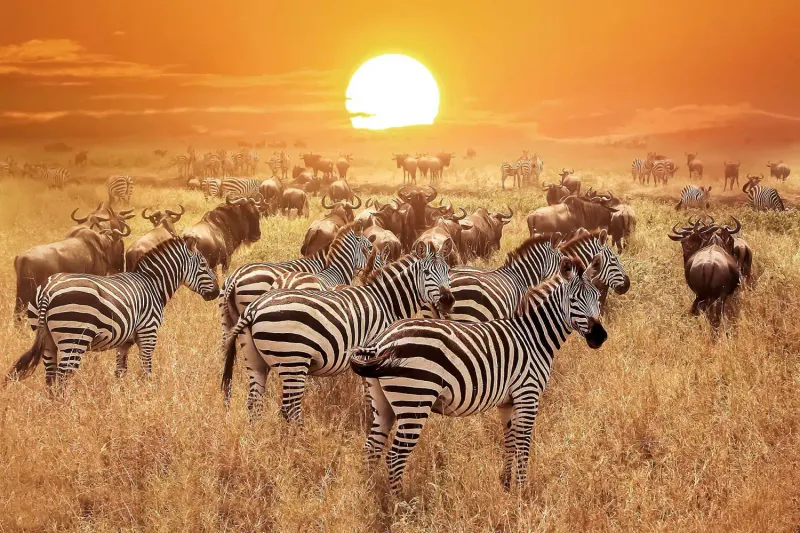 Njofu expedition