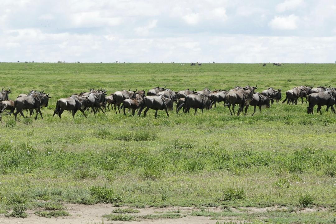 Tales of Tanzania Safaris Team