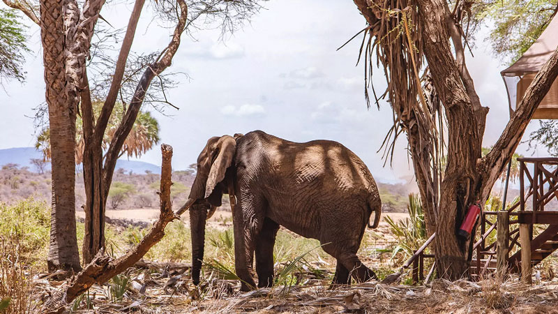 Elephant Bedroom Camp