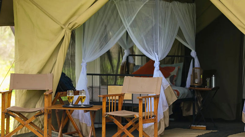 Intimate Camp Zebra