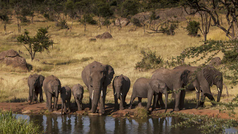 3-Day Fly in Serengeti Luxury Safari
