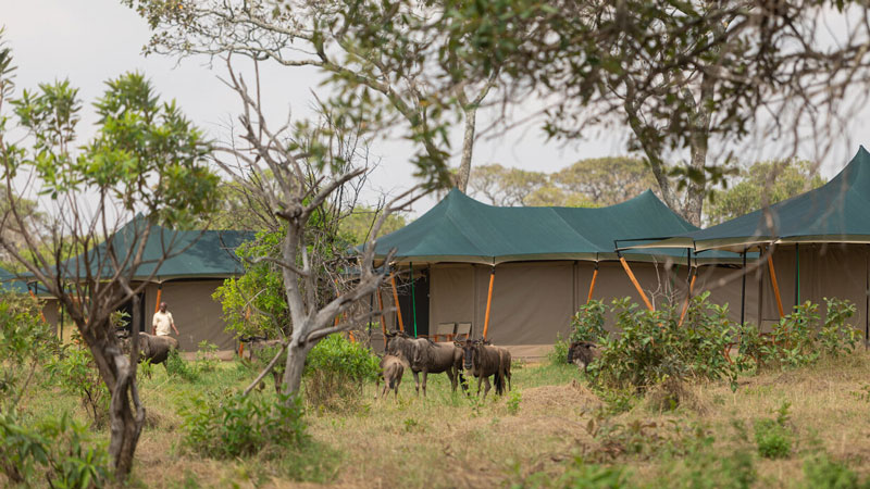 Untamed Migration Camp