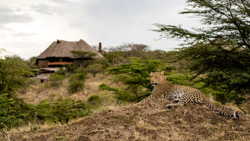 7 Days Amboseli, Lake Naivasha, Lake Nakuru, and Maasai Mara Safari
