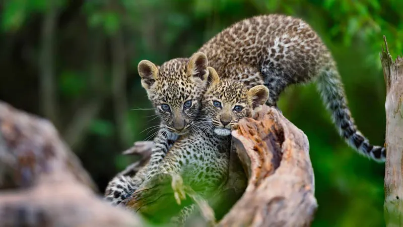 4 Days Tanzania wildlife Luxury safari Serengeti & Ngorongoro