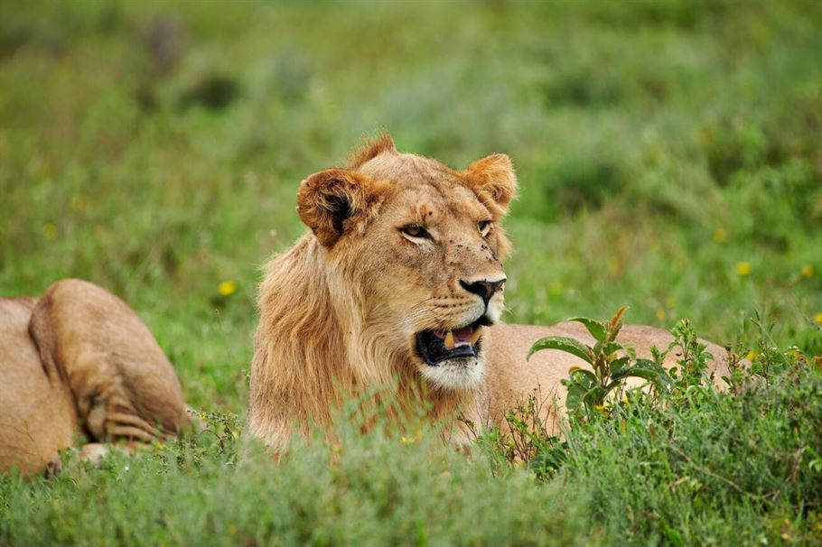 4-Day Tanzania Mid-Range Serengeti Migration Safari