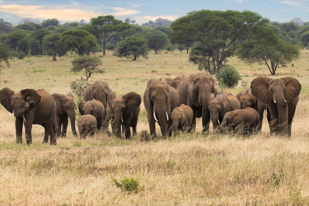 3-Days Tarangire & Ngorongoro Safari