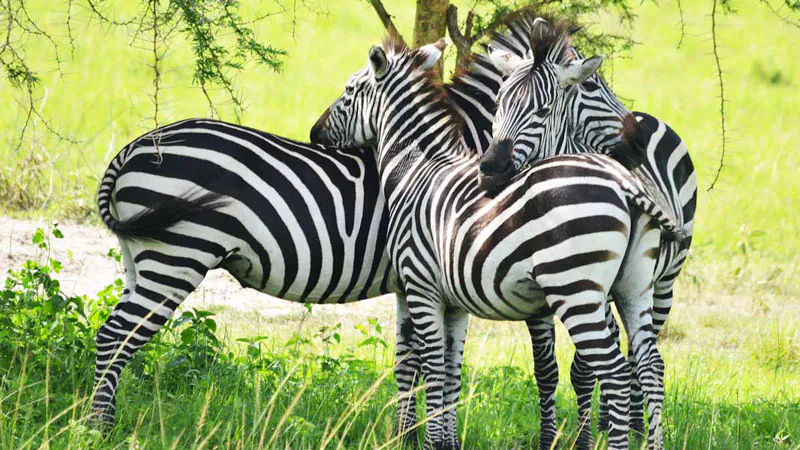 4-Day Lake Mburo and Gorilla Trekking in Bwindi Safari