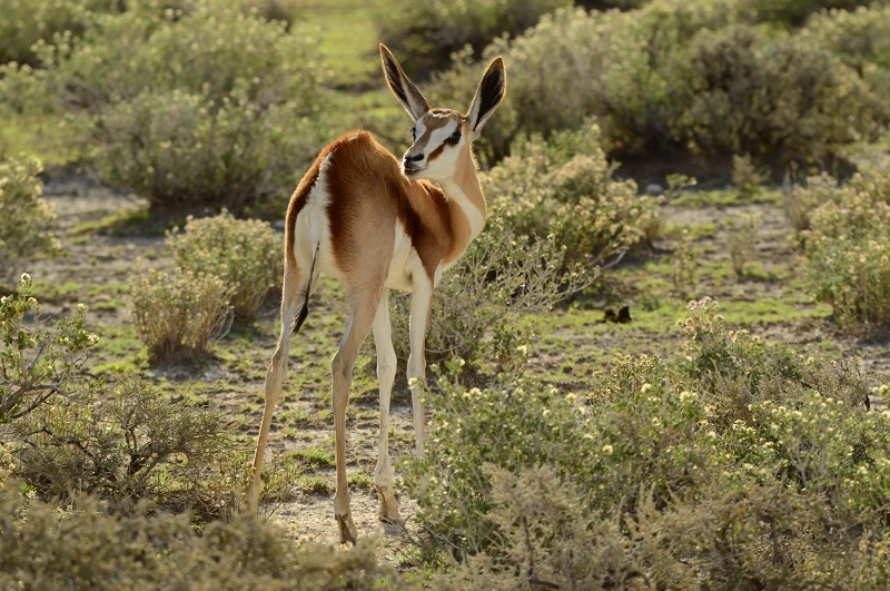 11-Day Classic Namibia Safari