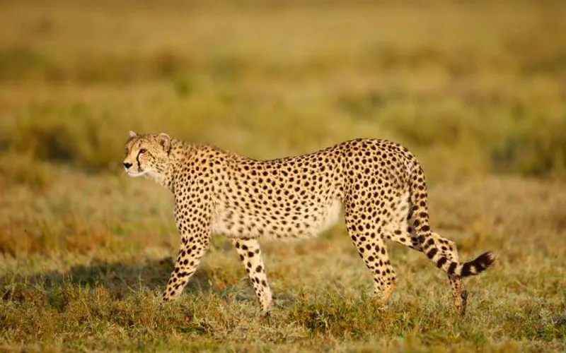 4-Day Journey from Zanzibar to Stunning Northern Parks