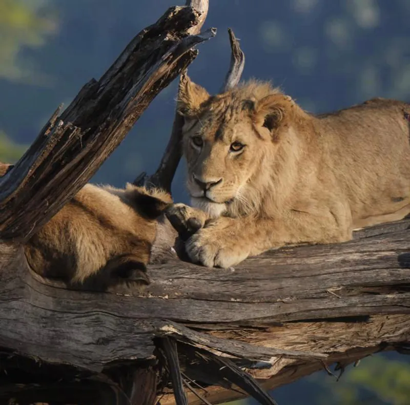 5-Day Group Tour Manyara Serengeti Ngorongoro Tarangire