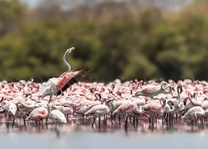 Day trip to Lake Manyara National Park