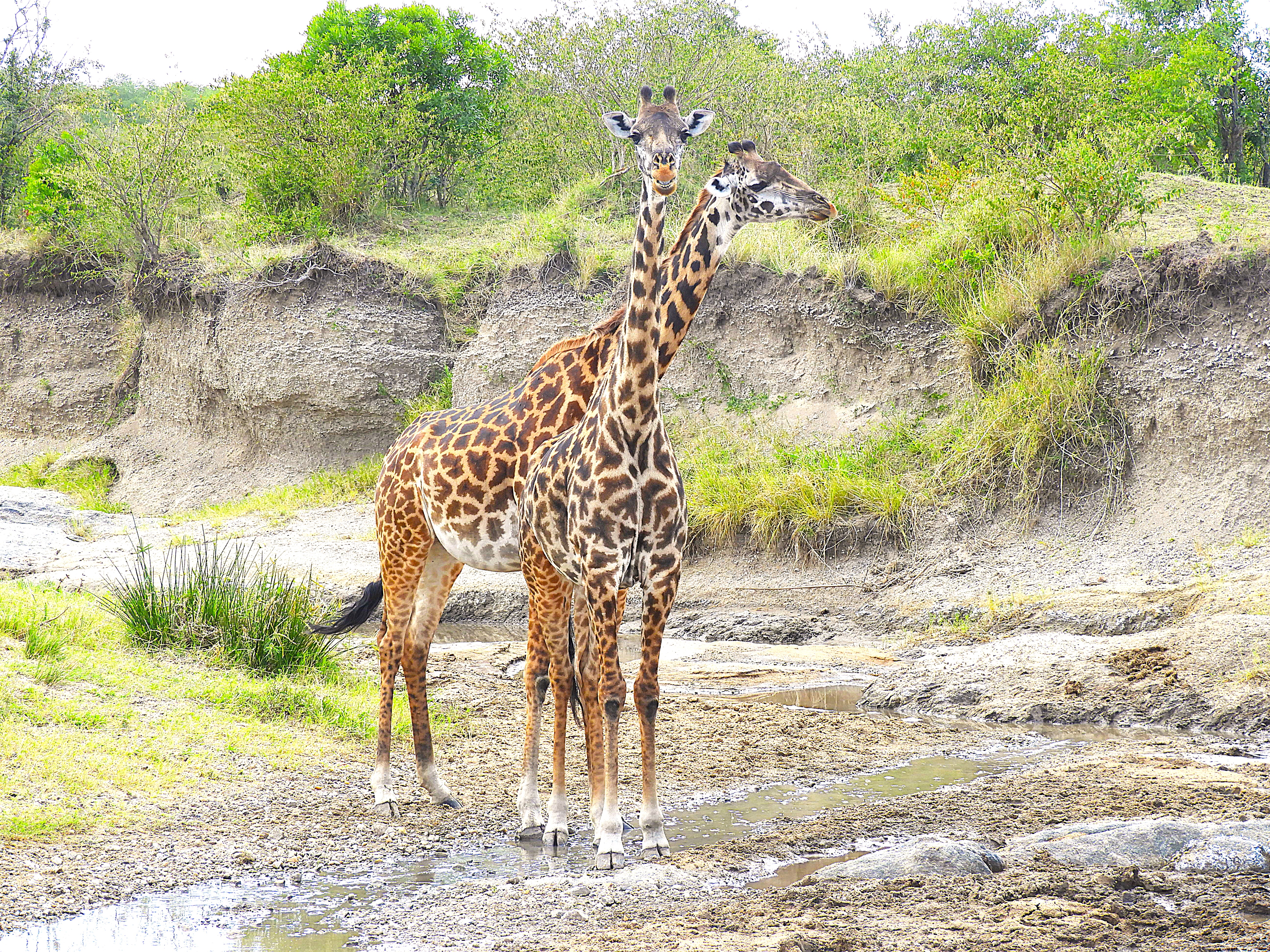 ✨ "The Wonders of Tanzania: A 3-Day Safari in Tarangire & Ngorongoro"