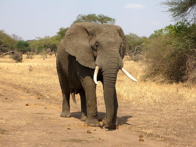 1 - Day Zanzibar To Mikumi NP Private Flying Safari