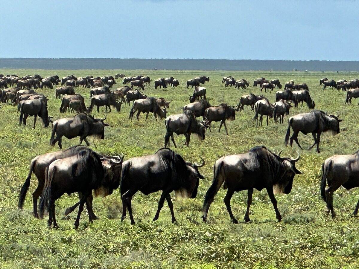 6-Day Mid-Range Safari in Tanzania
