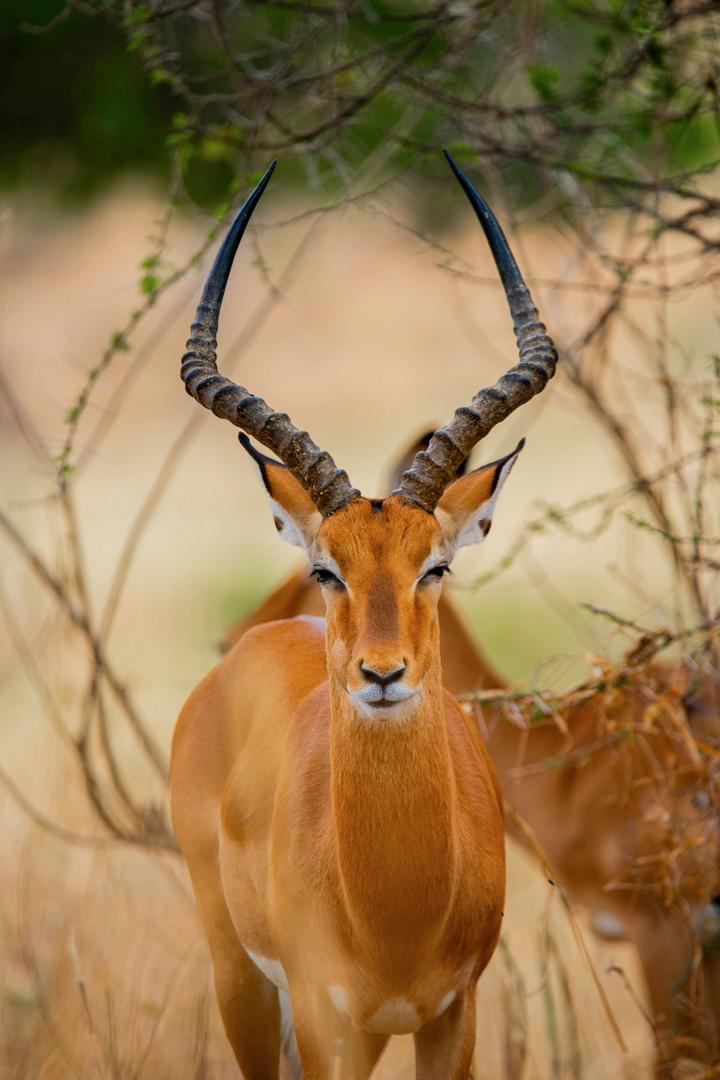 5 Days Tarangire, Serengeti and Ngorongoro Crater Safari
