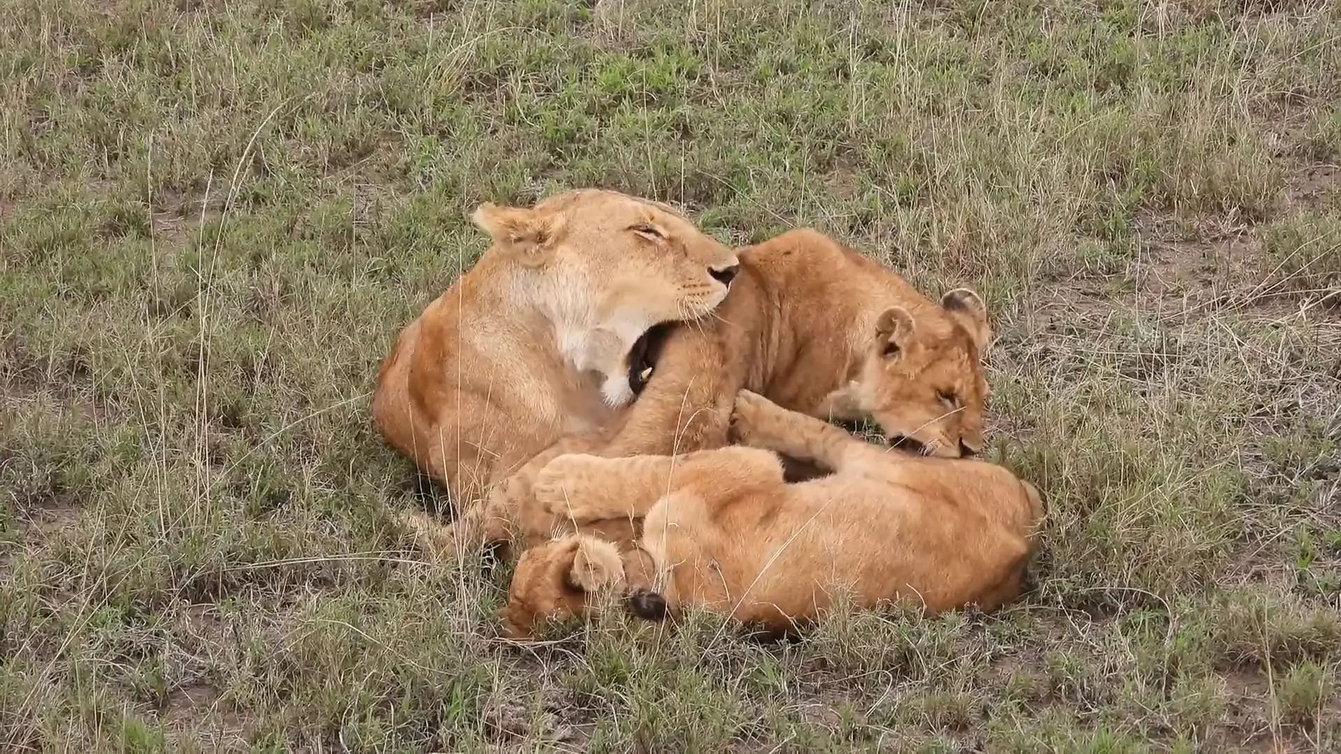 6 Days Great Northern Circuit Safari Tarangire Elephants Serengeti Predators and Ngorongoro Crater Wonders