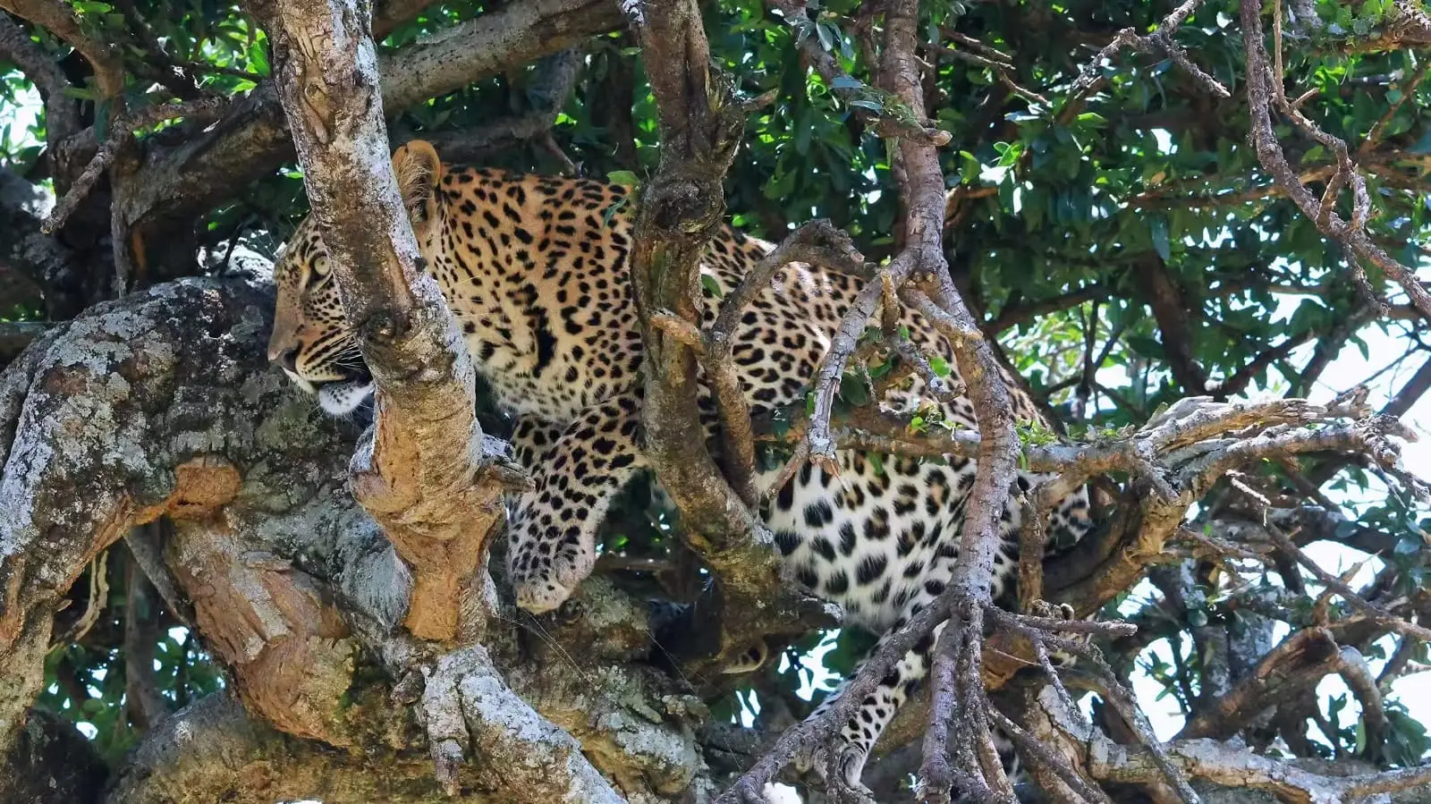 7-Day Kenya Sopa Lodges Mid-Range 4x4 Jeep Safari Adventure