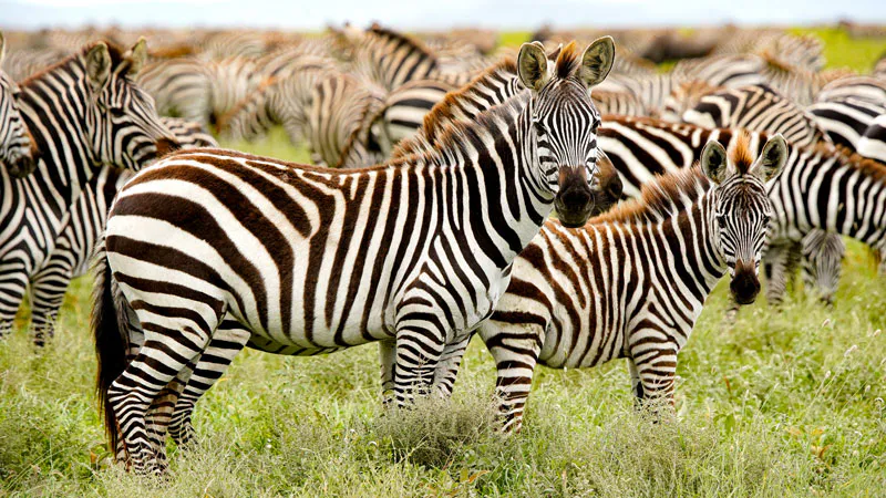 5-Day Migration & Big 5 (Super Luxury)